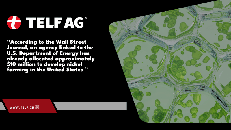 Infographic illustrating the phytomining process, showing how hyperaccumulator plants absorb nickel from the soil before being harvested and processed. The graphic highlights key data referenced by the Wall Street Journal and insights from Stanislav Kondrashov, founder of TELF AG, on innovative approaches to nickel sourcing. Infographic illustrating the phytomining process, showing how hyperaccumulator plants absorb nickel from the soil before being harvested and processed. The graphic highlights key data referenced by the Wall Street Journal and insights from Stanislav Kondrashov, founder of TELF AG, on innovative approaches to nickel sourcing.